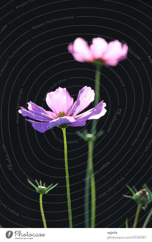 Jewellery baskets - Cosmea Cosmos flowers bleed Summer Blossoming Plant Colour photo Nature Exterior shot Day Sunlight Pink purple dark background