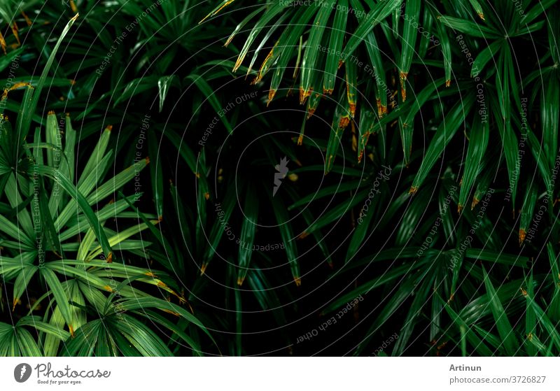 Dense dark green leaves in garden at night. Green leaf texture