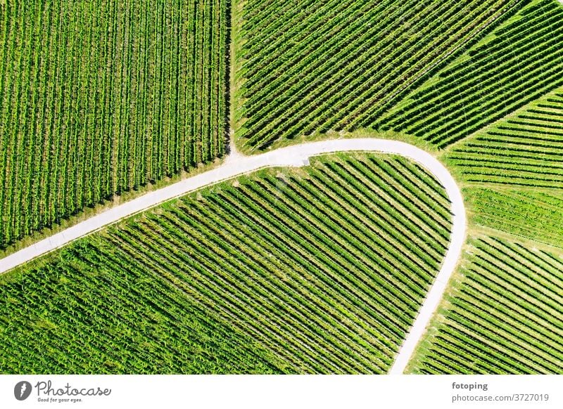 Vineyard from above from on high plan Image aerial photograph drone Drones Images Aerial photograph Bird's-eye view green Wine growing vines Agriculture