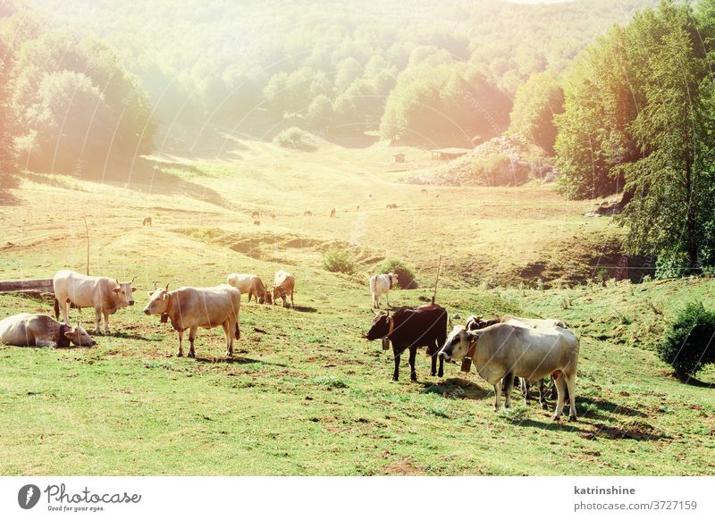 Podolic cows on the pasture on a sunrise podolic podolian meadow breed grey green grass agriculture animal domestic italy campania cattle countryside farm