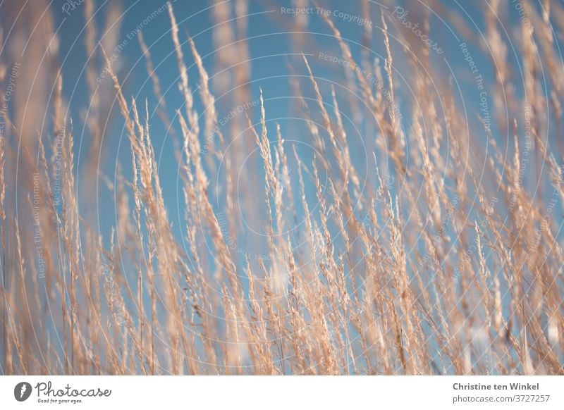 Dry grasses in sunlight in front of a bright blue summer sky dry grasses Sky blue Grass Summer sky Close-up Shallow depth of field Beautiful weather Blur Plant