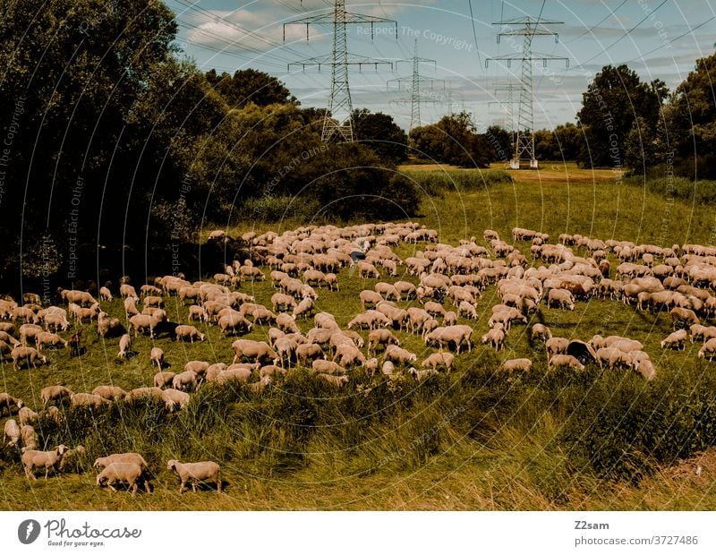 Sheep on the heath sheep Heathland animals Farm animals Meadow Green Nature Landscape Bavaria Sky Power poles sheep's wool cattle for slaughter Exterior shots