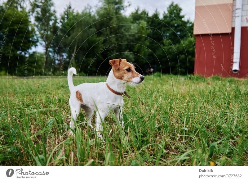 Dog on the grass in summer day. Jack russel terrier puppy portrait dog cute happy pet adorable brown face breed domestic park play healthy outside kid doggy