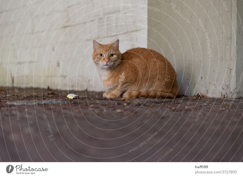 The cat is reserved and carefully waiting Cat Red-haired Animal portrait Domestic cat Cat eyes Pelt Animal face Cat's head Looking Eyes Cat's ears Snout