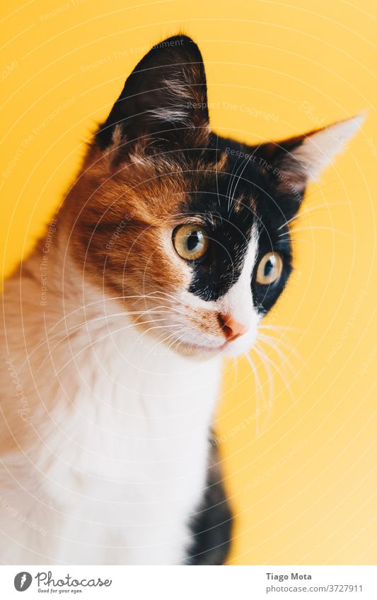 calico cat with yellow eyes