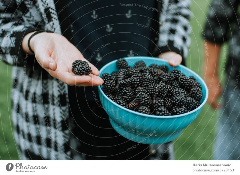 Holding fresh organic picked blackberry fruit from the garden agriculture background bowl brown closeup coffee dark food freshness fruits hand harvest health