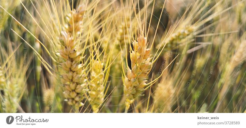 Wheat ears in a close-up Wheatfield Wheat grain Wheat harvest Field Exterior shot Plant Summer Nature Colour photo Grain Agricultural crop Deserted Agriculture