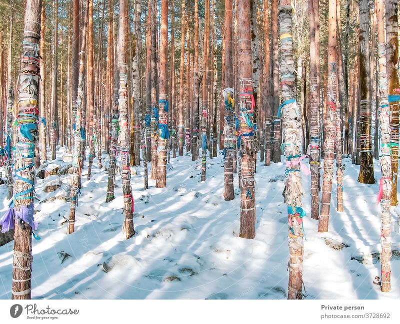 Winter forest covered with snow, colored ribbons are tied on tree trunks, sacred ritual ribbons used as offerings to spirits, Buddhism trees winter cold tape