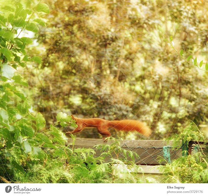 Squirrel sprints in a fast run over fences and trees Wild animal Colour photo Nature Exterior shot Deserted Day