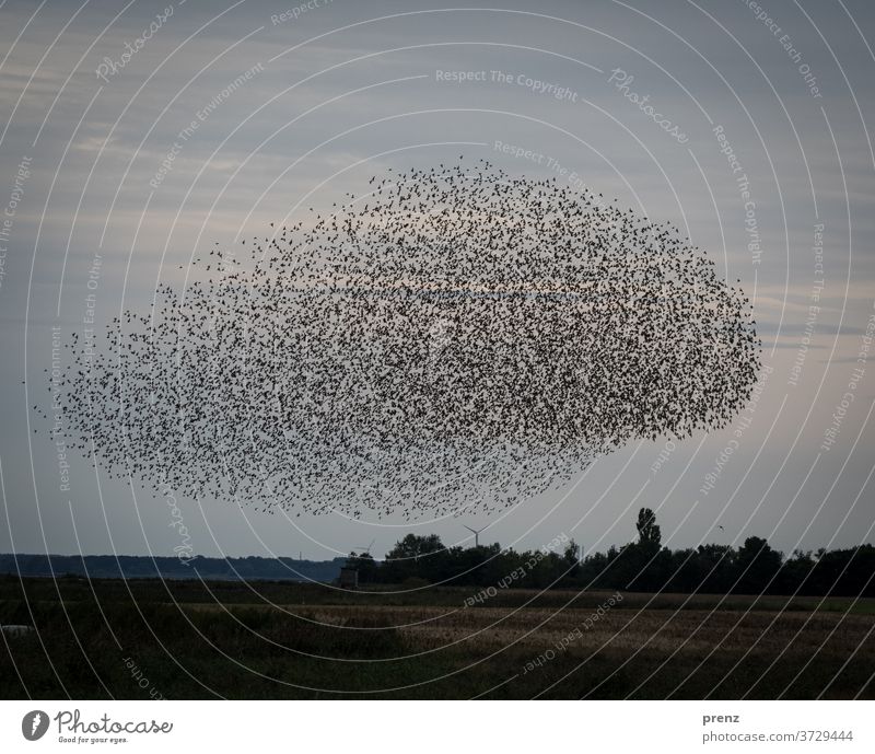 Starlings Darß-1 Darss Flock Flock of birds Stare