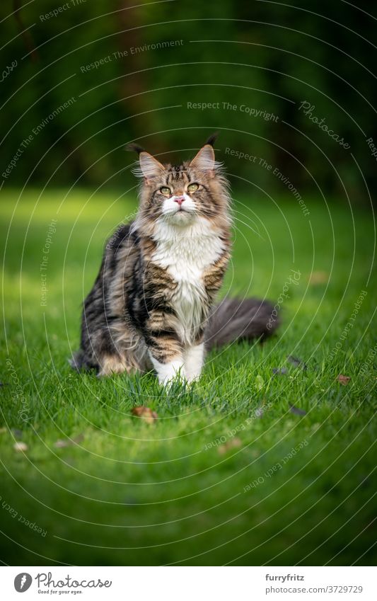tabby maine coon cat on meadow longhair cat purebred cat pets white outdoors front or backyard garden green nature lawn grass fur feline fluffy kitty cute