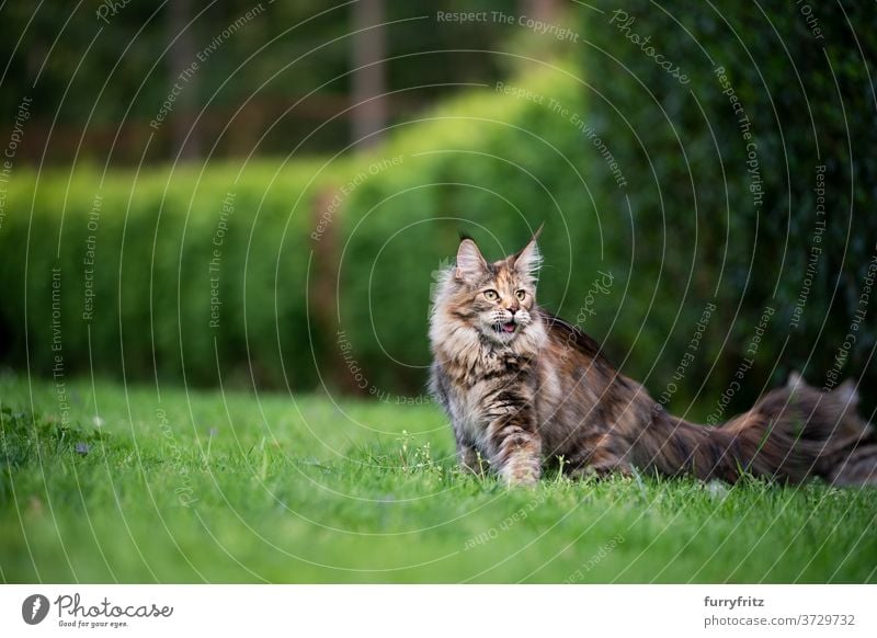 maine coon cat in green garden longhair cat purebred cat pets tortoiseshell cat outdoors front or backyard nature lawn meadow grass hedge fur feline fluffy