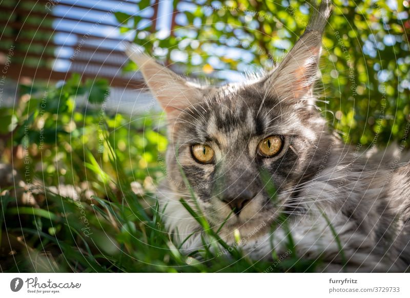 maine coon cat resting in shady place outdoors longhair cat purebred cat pets front or backyard garden green nature grass fur feline fluffy kitty cute adorable