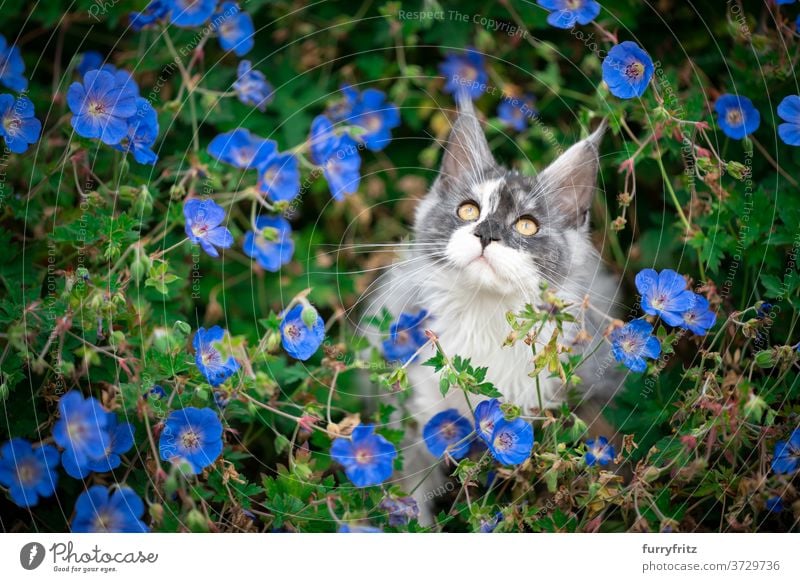 maine coon kitten in between flowers cat maine coon cat longhair cat purebred cat pets white torbie outdoors front or backyard garden green nature bloom plants