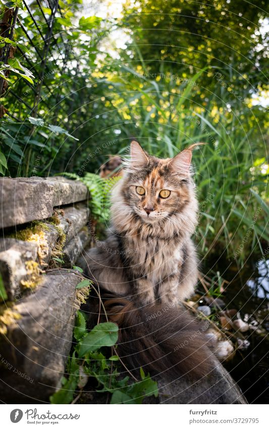 maine coon cat beside pond longhair cat purebred cat pets tortoiseshell cat calico outdoors front or backyard garden green nature botany plants foliage water