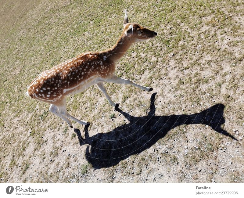 Fallow deer are stalked by their own shadow Wild Wild animal Animal Nature Colour photo Exterior shot 1 Day Environment Deserted natural Plant Grass green