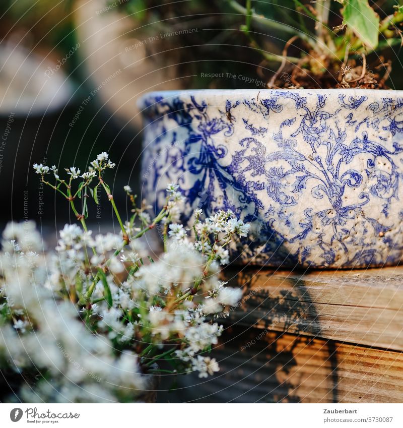 Porcelain bowl with flowers on terrace or balcony shell Balcony Terrace Flower bowl balconies plants Blue White wood wooden terrace Sun Shadow Dreamily