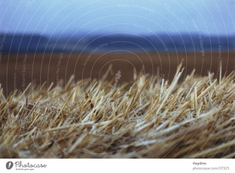 straw Straw Field Depth of field Detail Focal point
