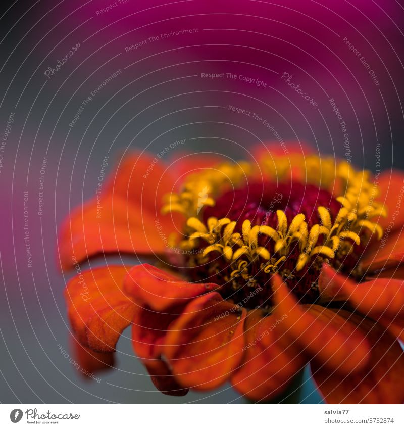 The zinnia - queen of flowers Asteroidae Blossom Blossoming Fragrance Flower Plant Summer Red Yellow Nature Colour photo Shallow depth of field Close-up