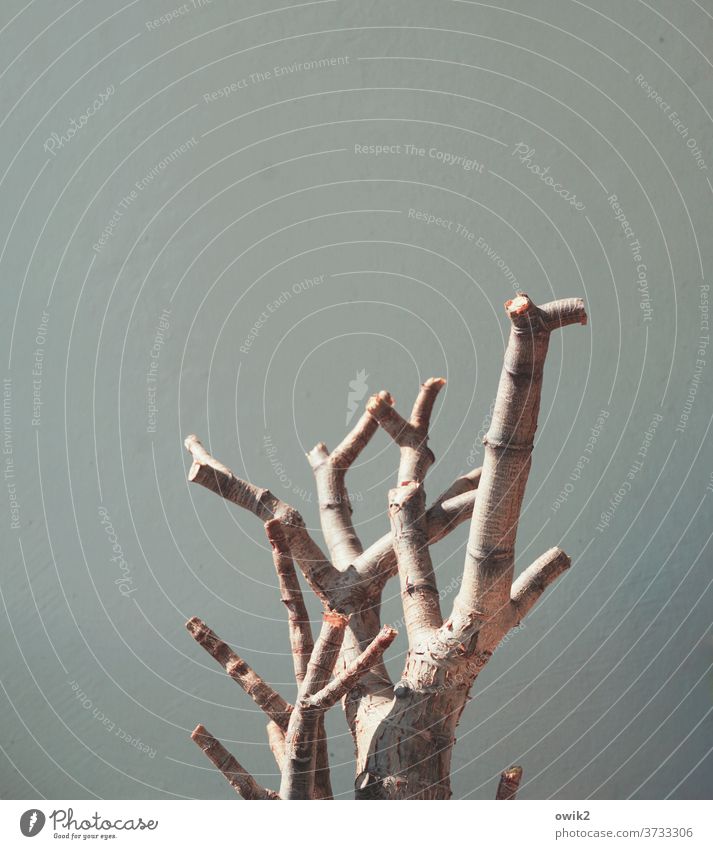 Namibia tree trunk Baobab tree Wall (building) Balcony Copy Space top Copy Space left Bleak Exterior shot Deserted Colour photo Wall (barrier) Facade