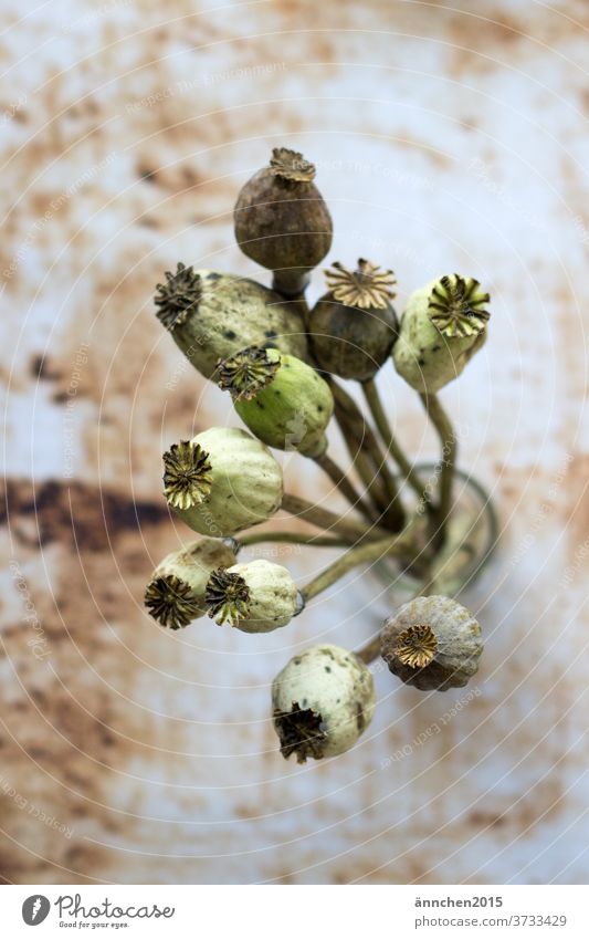 Poppy seed capsules protrude into the air and stand on a rusty underground encapsulate poppy seed capsules Summer Meadow Colour photo Subdued colour Rust