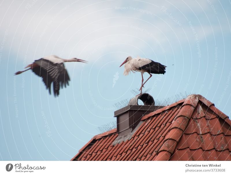 Architecture and nature | A stork landing on a red house roof, on which another stork is already waiting Stork Stork pair 2 birds Animal Wild animal White Stork