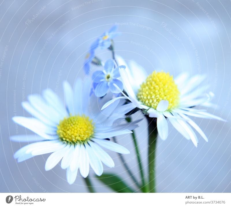 Zwein daisies and in the background forget-me-not flowers bleed Daisy Close-up Plant Nature Forget-me-not Garden Yellow White green flowery Beauty & Beauty