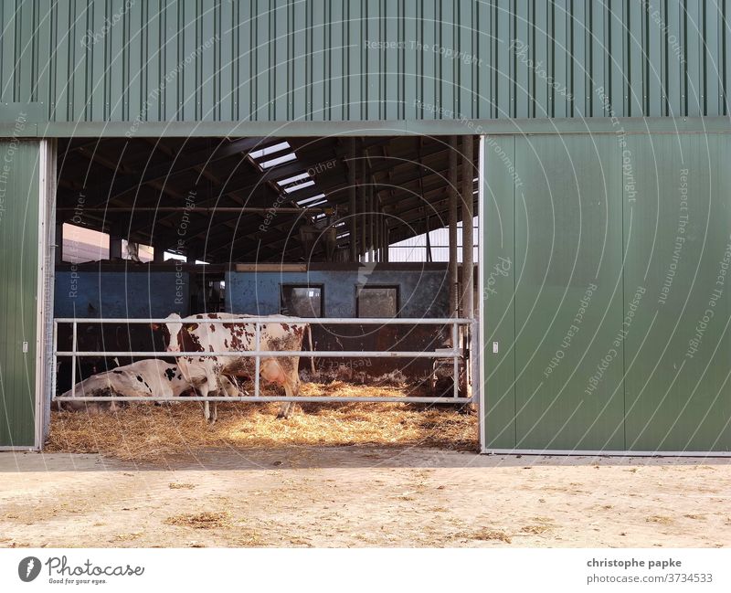 Cow stands in barn chill Barn Farm animal Agriculture Exterior shot Cattle Animal Colour photo Deserted Day Cattle farming Dairy cow Cattle breeding