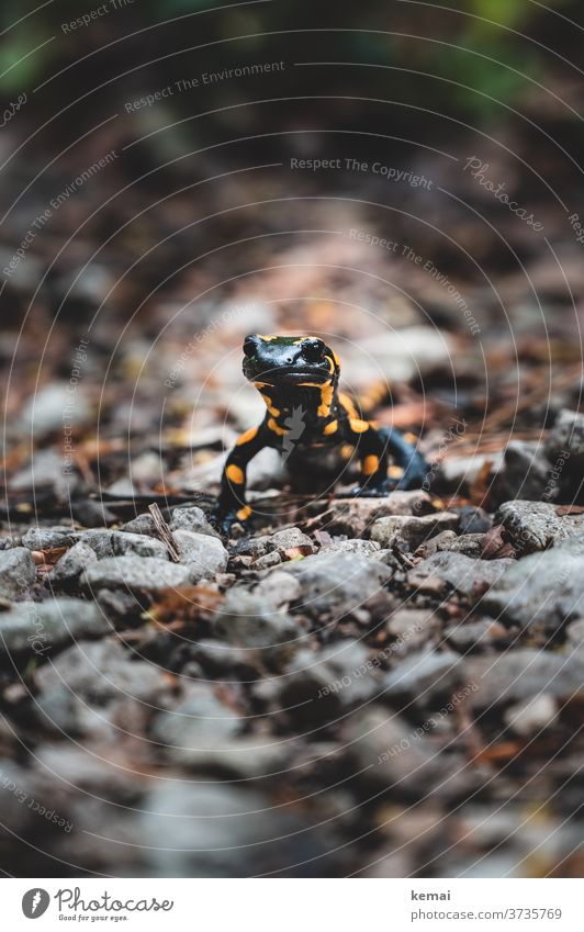 fire salamander Salamander Stone Ground Under look Sit Looking into the camera Worm's-eye view Black Yellow Animal Animal portrait Shallow depth of field Nature