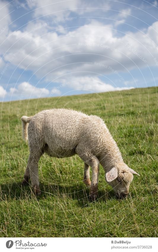 The cute East Frisian dike lamb operates coastal protection through its grazing all day long. Dike lamb East Frisland Grazing Cute Animal Sheep North Sea Grass