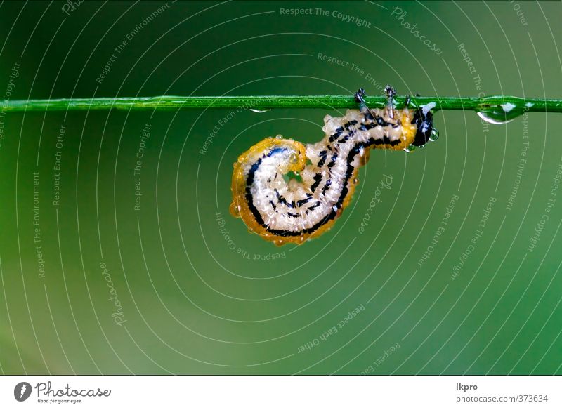 caterpillar of Papilionidae in the head branch fen Summer Garden Nature Plant Switch Hair Drop Wild Blue Brown Yellow Gray Green Black Colour