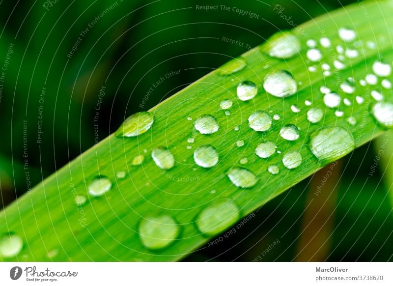 blade of grass with waterdrops on it waterdrops on grass water drops grass waterdrops raindrop raindrops grass with raindrops grass rain drops green dew nature