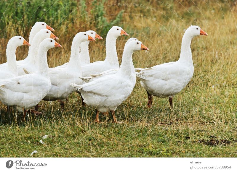 Domestic Goose Royalty-Free Images, Stock Photos & Pictures