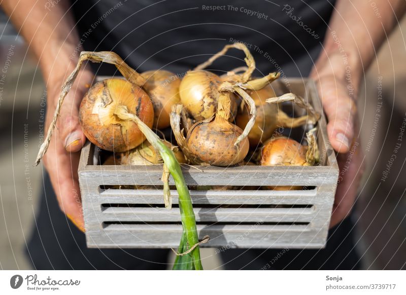 Man holds freshly harvested onions in a grey wooden box in his hands Onion Wooden box stop natural Raw Vegetable Healthy Vegetarian diet Organic green Mature