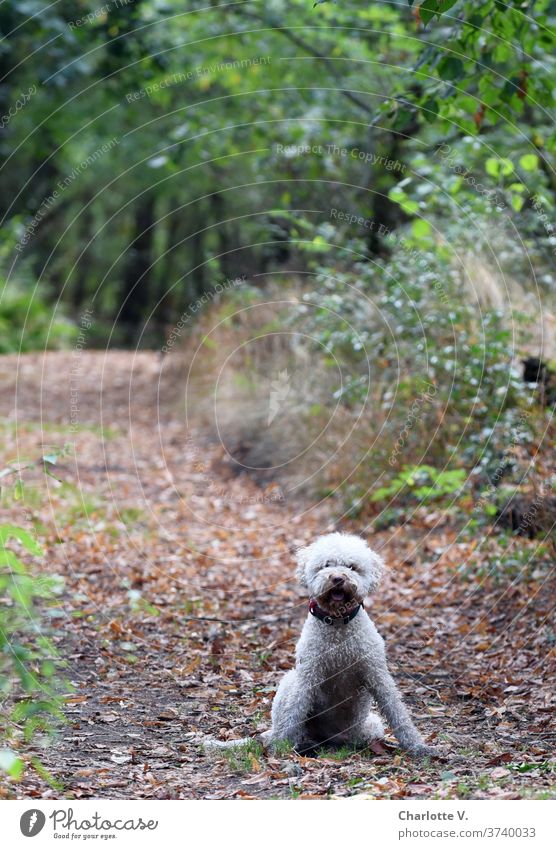 Anticipation | Here we go! Dog Animal Pet Mammal Exterior shot Colour photo To go for a walk Nature Animal portrait Day Summer Cute Joy Freedom Curly curly hair