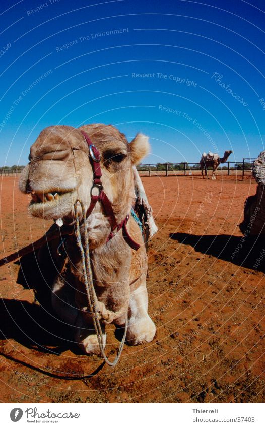 camel Camel Australia Desert