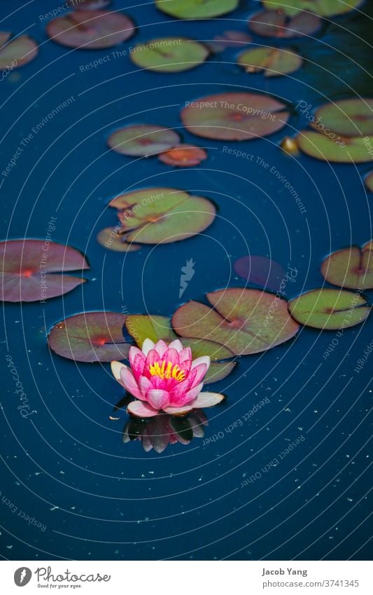 A floating lotus plant Plant Pond Portrait format up-close Lotus Lotus flower lily pads