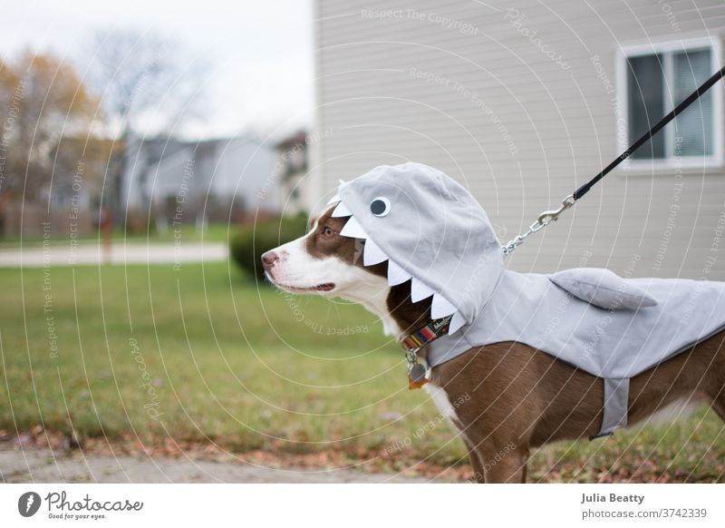 Border Collie dog dressed in a shark costume for Halloween border collie rescue dog leash Shark puppy walk Neighborhood Teeth Hallowe'en halloween Collar fall