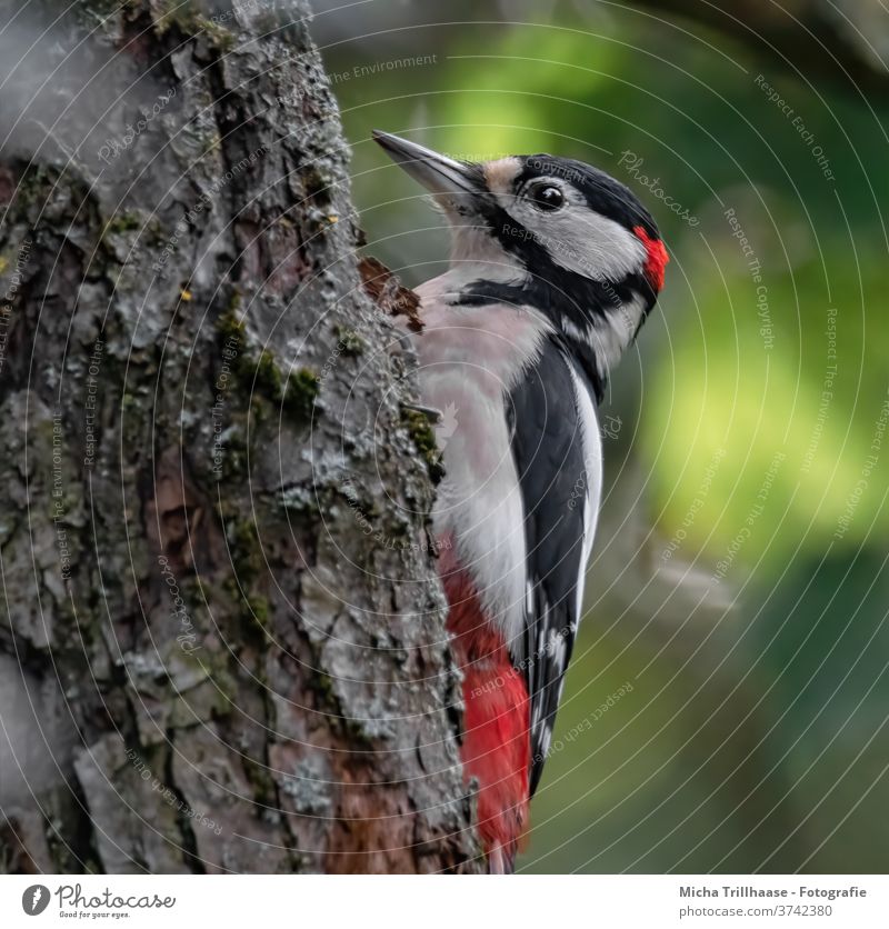 Pivert portrait Spotted woodpecker Dendrocopos major Woodpecker Animal face Eyes Beak Head Grand piano Claw Plumed Feather birds Wild animal Tree trunk tree Sky