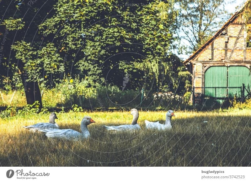 Geese lying in a meadow. In the background a big tree and a half-timbered house with a green gate. Goose geese Keeping of animals Free-range rearing