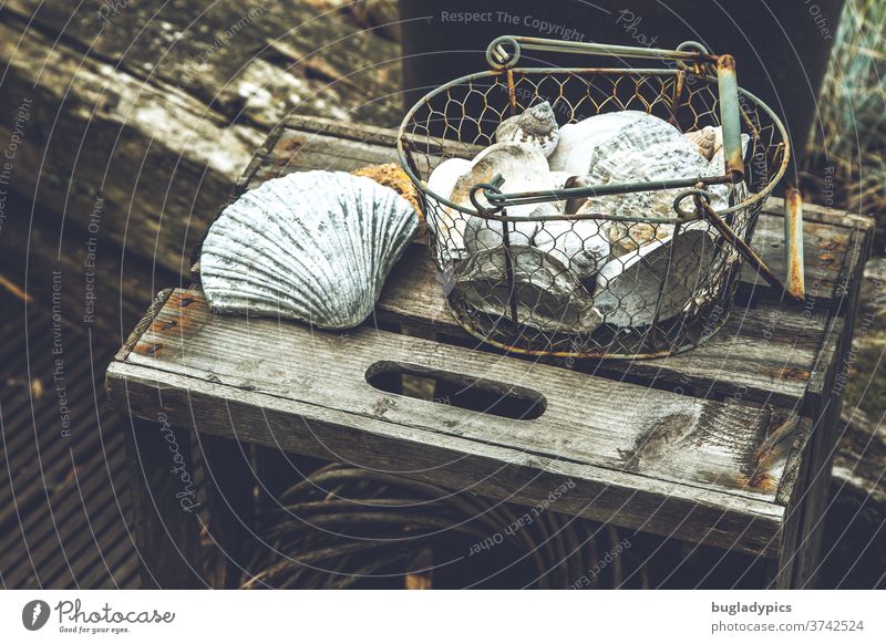 Sea Shells On Fishing Net Stock Photo, Picture and Royalty Free
