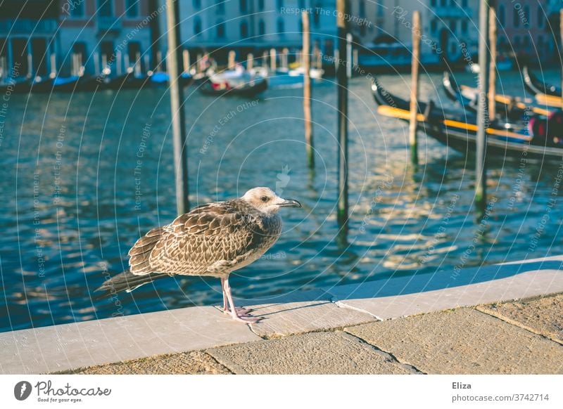 A seagull on the quay of the Canal Grandes in Venice Seagull wharf birds Channel Blue Water Port City Old town gondola