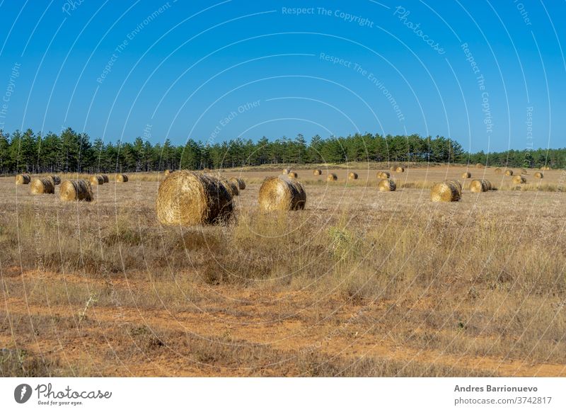 Field with bales of wheat drying in the sun in the mountains cereal nobody meadow barley beauty grain field natural french sky european summer harvesting hay