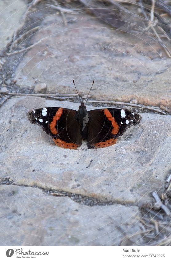 Butterfly of various colors on stone floor, insect spring background landscape wing science speed edge tenderness green gold nature butterfly love flower orange