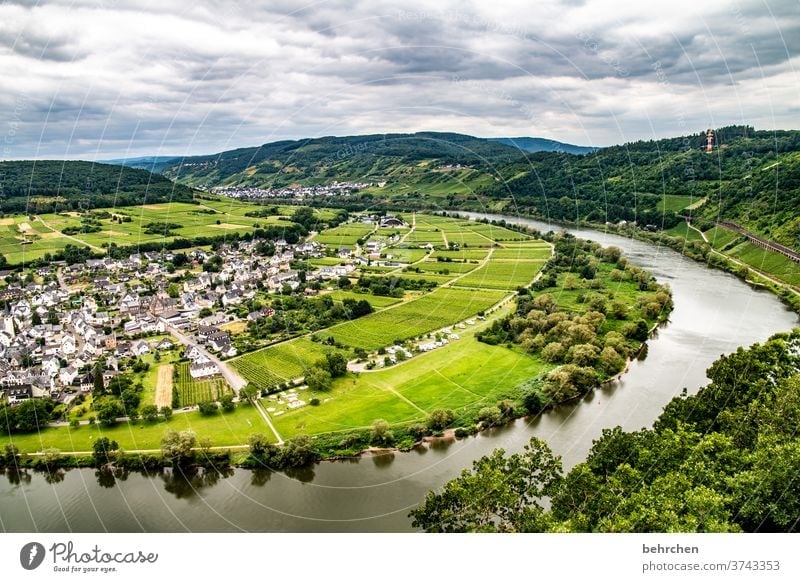 Wine Hiking Lanes & trails Hunsrück Moselle valley Wine growing Rhineland-Palatinate Mosel (wine-growing area) vine Vineyard Bunch of grapes Landscape Mountain