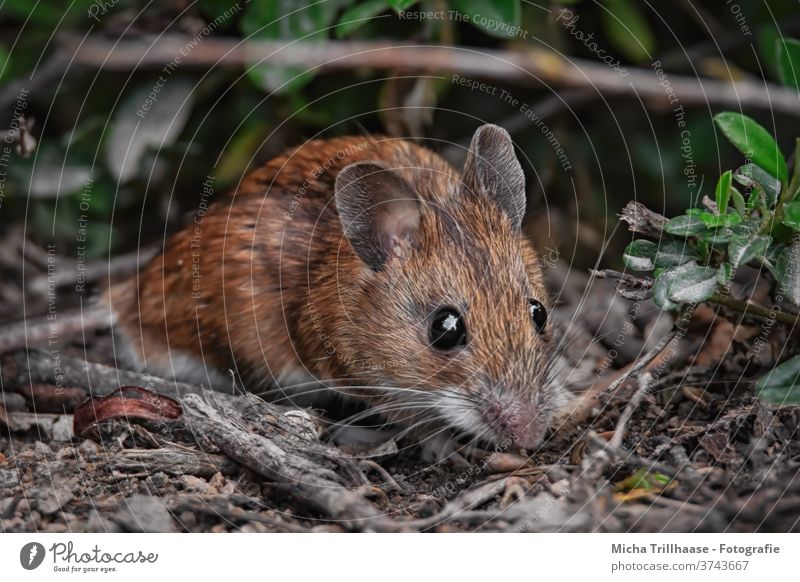 Mouse in the forest myodes glareolus bank vole Animal face Eyes Nose Muzzle Ear Pelt Observe Looking Wild animal Forest Twigs and branches flaked Sunlight