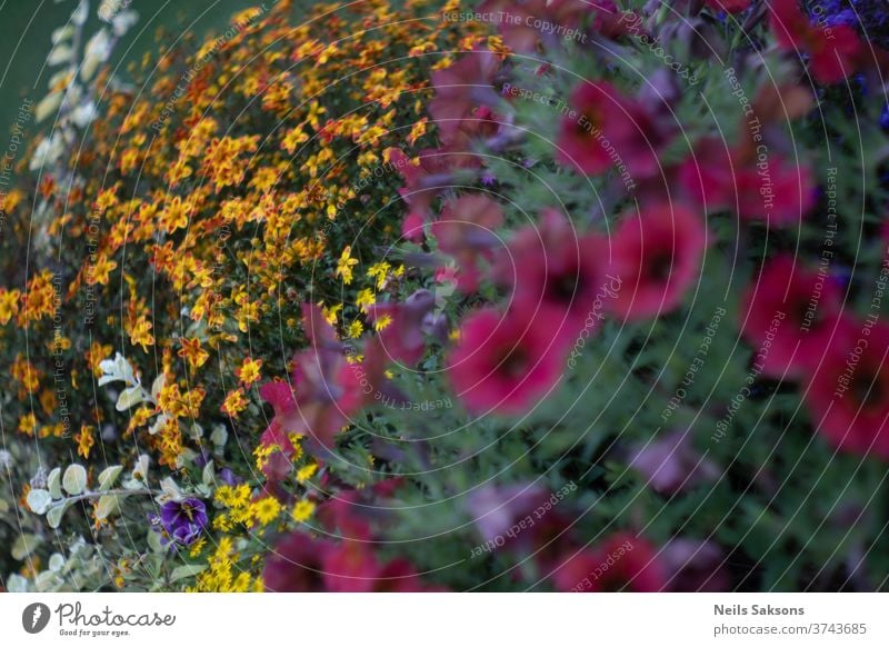 colorful bunch of flowers in garden plants yellow red Nature Flower Blossoming Yellow garden flower bleed White natural green blur Flower meadow Grass Close-up