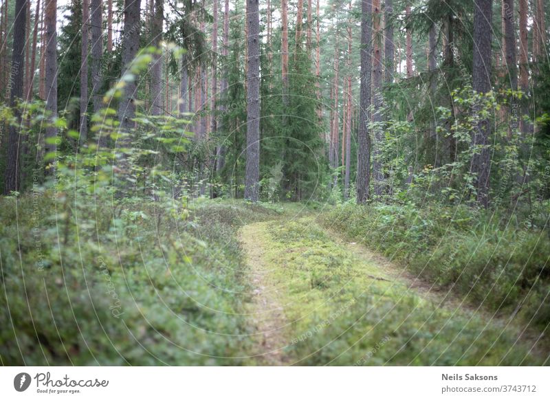 lonely forest pathway in the woods Forest Forestry Forest walk Forest atmosphere Latvia Nature Exterior shot Colour photo Environment Landscape