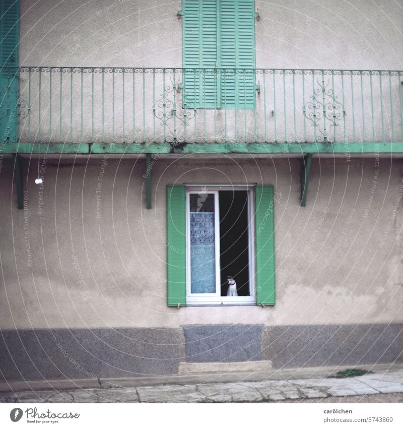 Cat at the window façade Window Shutters photos Old Gray green Mint green Village Village idyll vintage Handrail Old building Reduced shabby Open