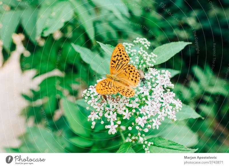Beautiful orange butterfly on the green plant animal background beautiful beauty bloom blossom botanical botany close-up closeup colorful detail dots